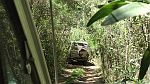 11-Turtle roams thru the thick Otways forest